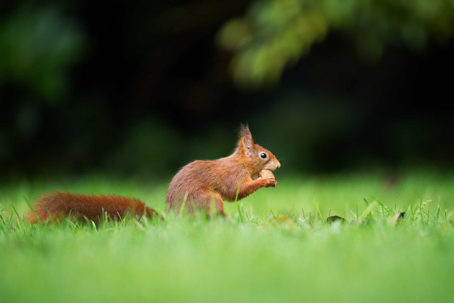 Orava syö pähkinää nurmikolla